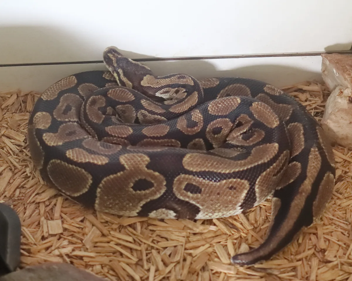 A normal-colored ball python coiled on aspen bedding