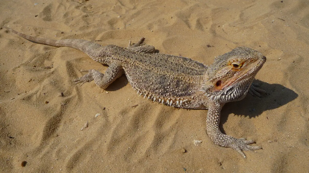 A bearded dragon standing on sand with its head raised