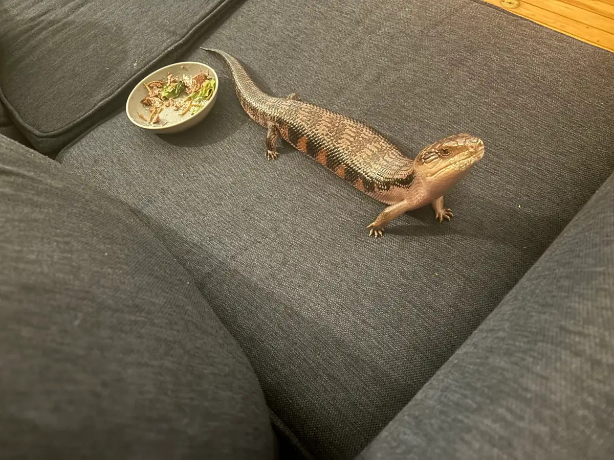 A northern blue-tongued skink on a sofa next to its food bowl