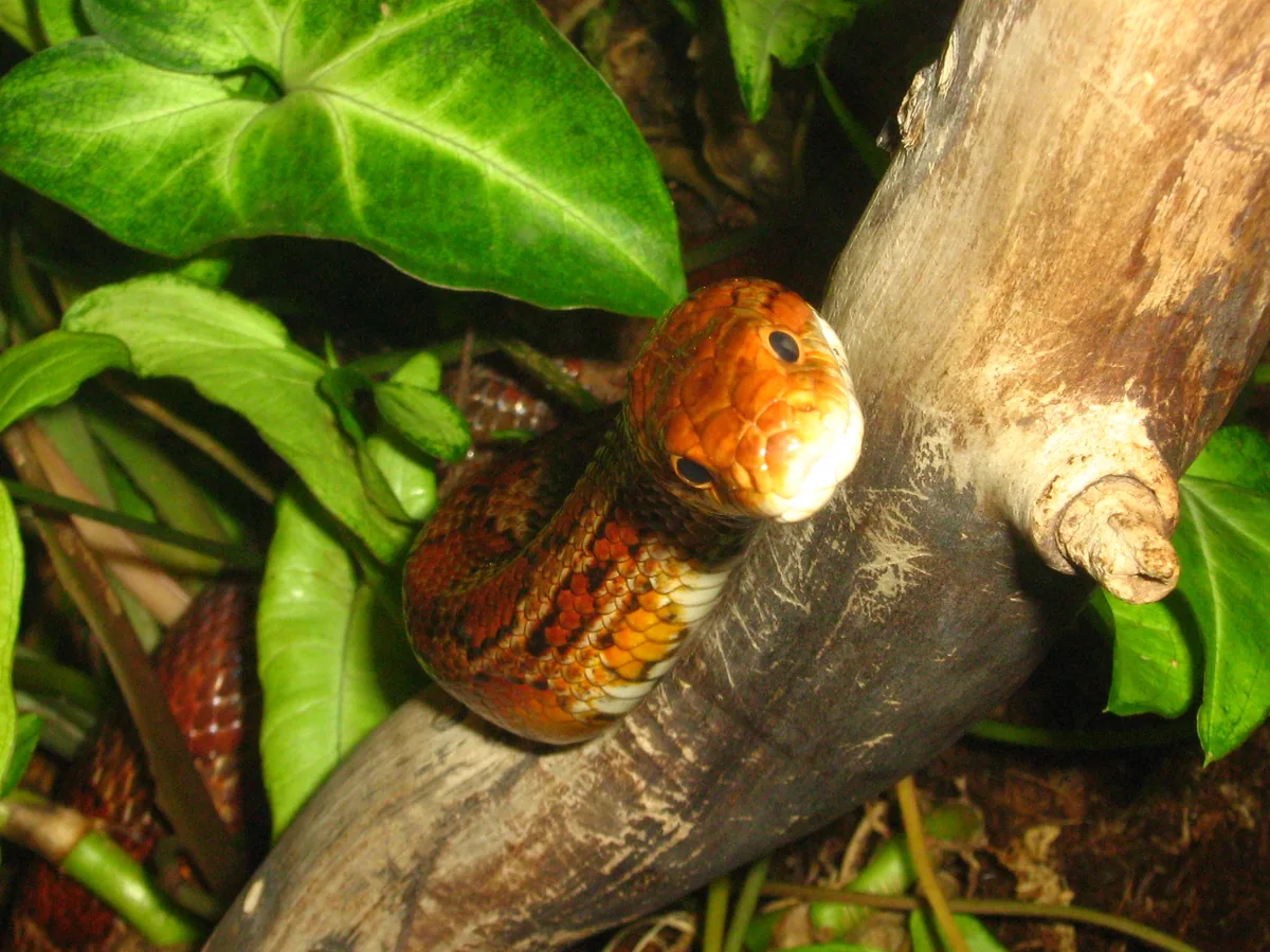 An orange corn snake resting its head on a branch among leaves