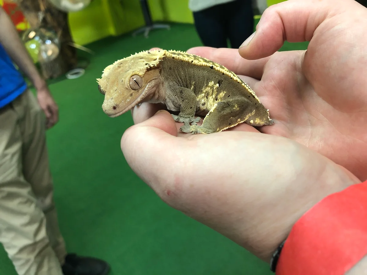 A crested gecko with a cream crest and dark sides resting on a keeper's open hand