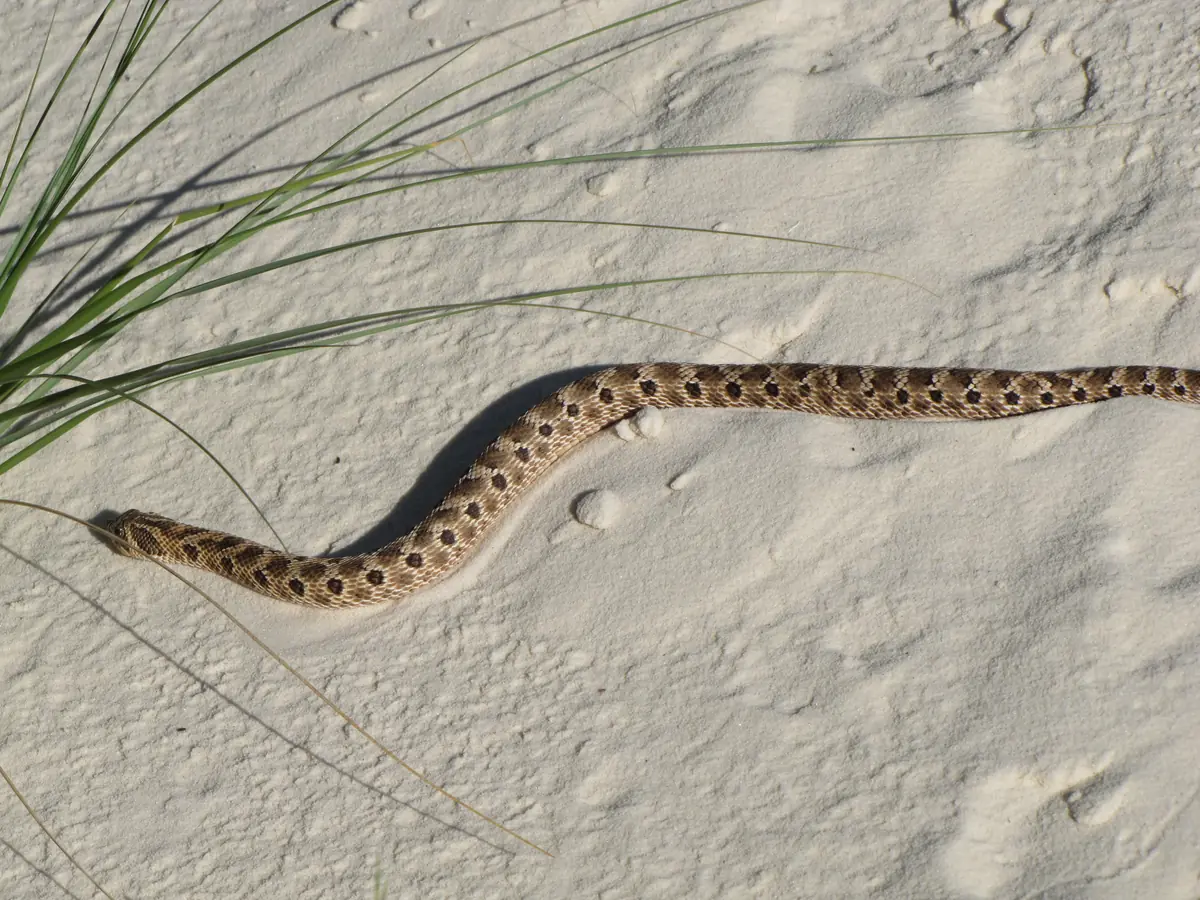 A western hognose snake crawling across pale sand
