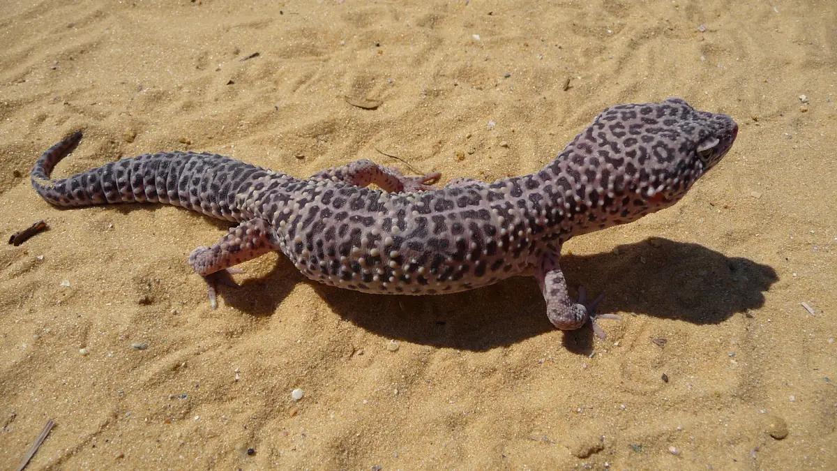 A wild-type leopard gecko walking on sand
